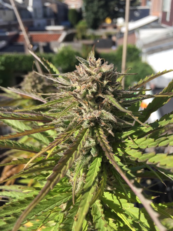 Zmäkdaun, i migliori semi di cannabis