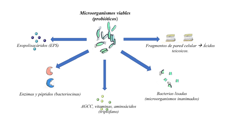 Representación esquemática de metabolitos derivados de microorganismos viables y componentes bacterianos con papel postbiótico (adaptado de Żółkiewicz, J et al